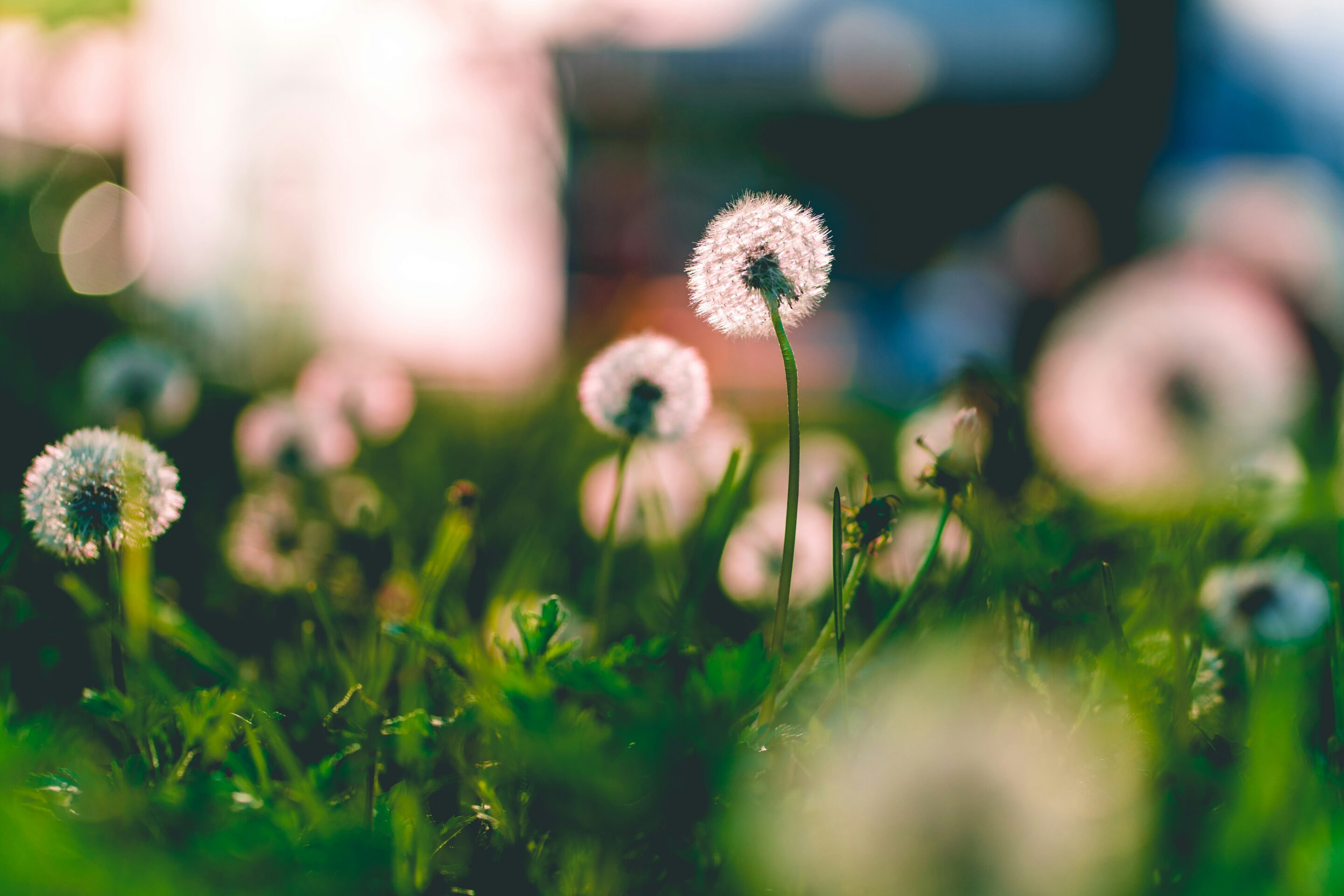 Curso de Mindfulness de 8 semanas (basado en MBSR)